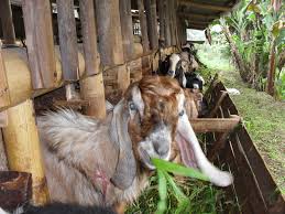 kambing aqiqah