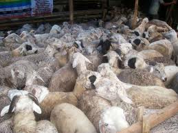 kambing aqiqoh murah di yogya