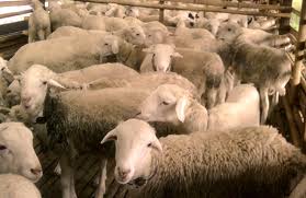 kambing aqiqah jogja