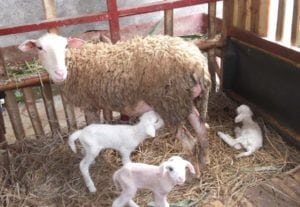 cara beternak kambing
