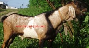 ciri-ciri kambing yang sehat