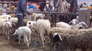 Kambing Gembel