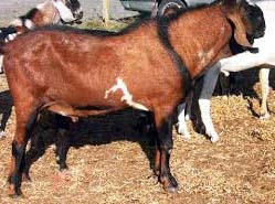macam - macam jenis kambing