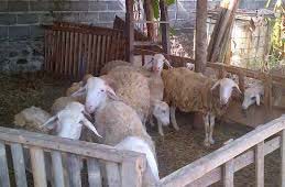 cara penggemukan kambing yang efektif