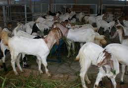 kelebihan pakan fermentasi untuk penggemukan kambing