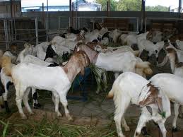 jual kambing dan sapi qurban murah di jogja