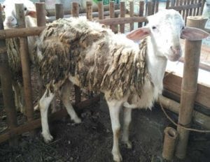 layanan aqiqah di bambanglipuro