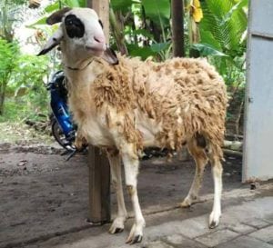 layanan catering jasa paket aqiqah di jetis bantul