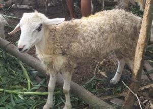 jasa layanan aqiqah di pajangan bantul