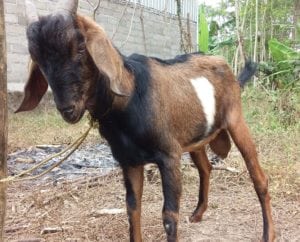 layanan aqiqah di cangkringan sleman