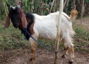 layanan aqiqah di girimulyo kulonprogo