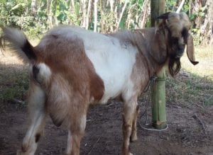 layanan aqiqah di kalibawang kulonprogo