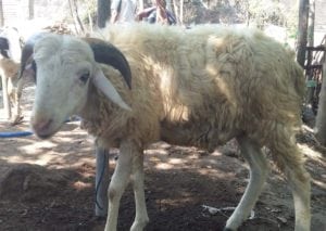 layanan aqiqah di kasihan