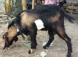 layanan aqiqah di kasihan