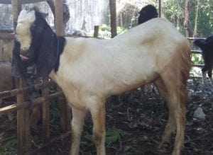 layanan aqiqah di piyungan