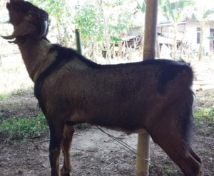 layanan aqiqah di sedayu