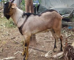 layanan aqiqah di sedayu bantul