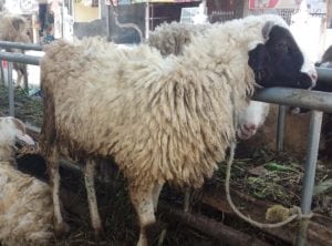layanan aqiqah di srandakan bantul