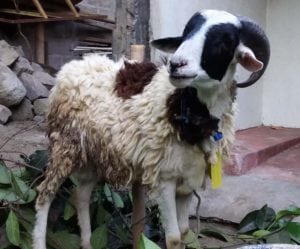 layanan catering aqiqah di banguntapan bantul