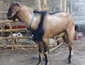 layanan jasa aqiqah di sewon bantul