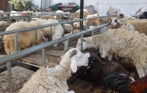catering paket aqiqah di bogor termurah dengan kambing bebas prengus