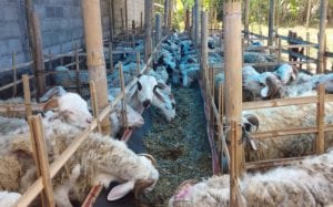 catering paket aqiqah murah di depok kambing terbaik gratis ongkir