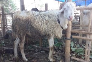 layanan aqiqah di ngemplak sleman