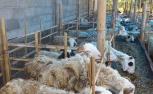 layanan paket aqiqah di jakarta timur termurah kambing bebas prengus