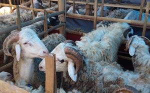 layanan rumah aqiqah di bandung termurah kambing tanpa prengus