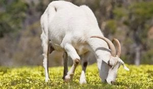 Syarat Umur Kambing Aqiqah