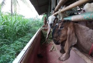 rumah aqiqah semarang paling recommended