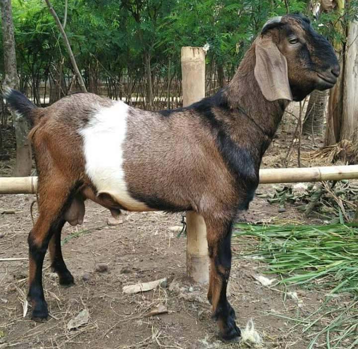 Mengelola Daging Aqiqah