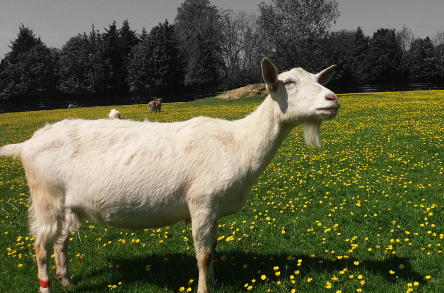 Tips Memilih Kambing untuk Aqiqah
