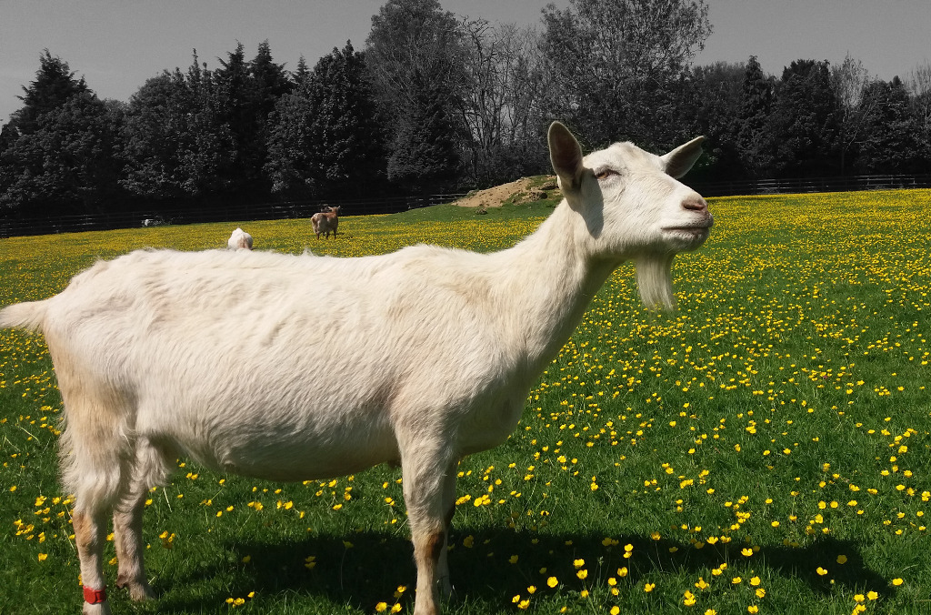 Tips Memilih Kambing untuk Aqiqah
