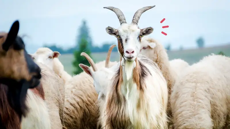 Memilih Kambing Aqiqah yang Sesuai dengan Syariat