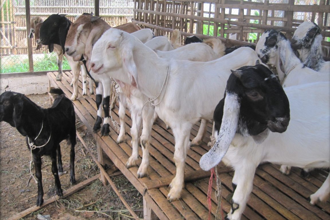 Seberapa Jauh Anda Tahu Perbedaan Aqiqah dan Qurban?