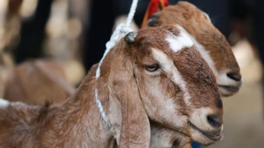Begini Ketentuan Pembagian Daging Aqiqah Sesuai dengan Ajaran Islam