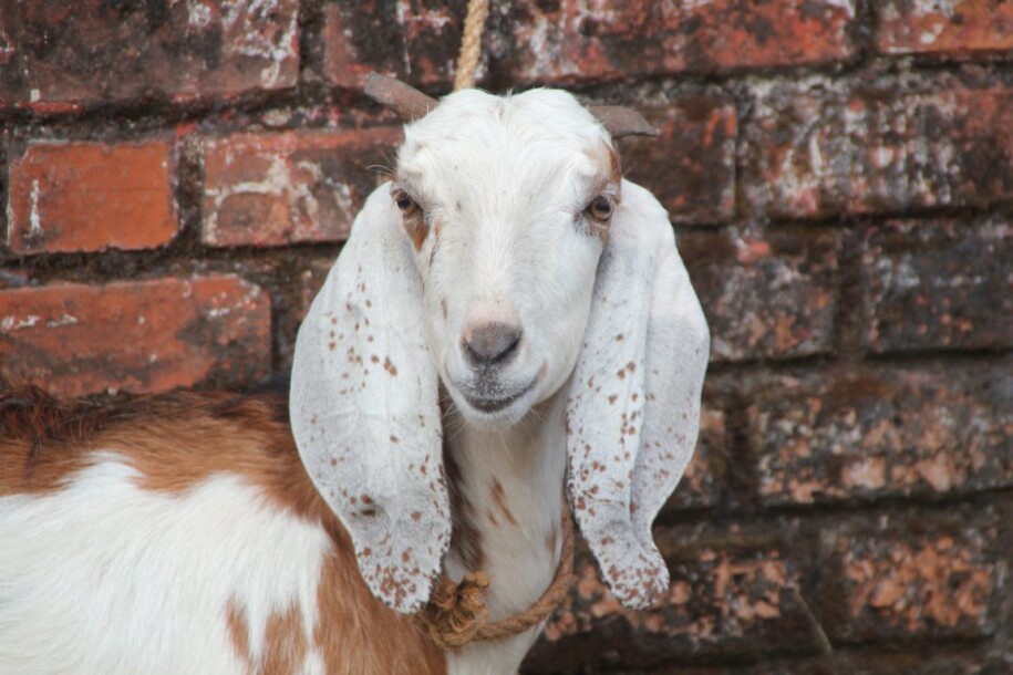 Begini Kiat untuk Mengolah Daging Sembelihan Kambing Aqiqah