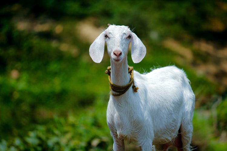 Bolehkah Menggunakan Kambing Betina untuk Aqiqah?