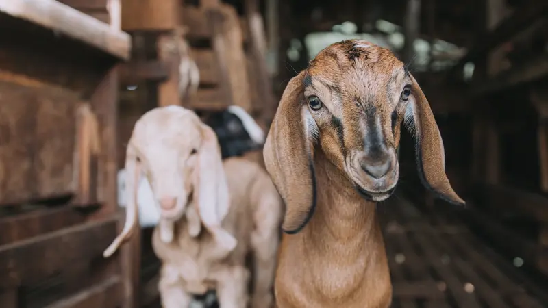 Hal yang Perlu Diperhatikan dalam Memilih Kambing Aqiqah yang Sesuai dengan Syarat Aqiqah