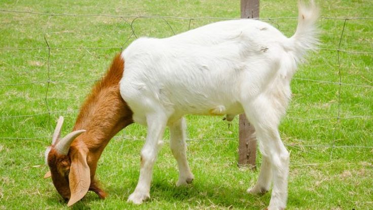 Ketahui Syarat Kambing Aqiqah dan Keutamaan Melaksanakannya