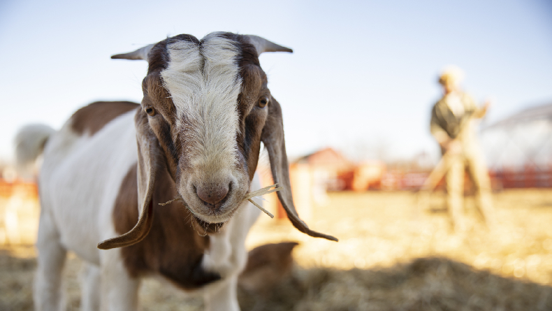 Perbedaan Aqiqah dan Qurban yang Perlu Diketahui